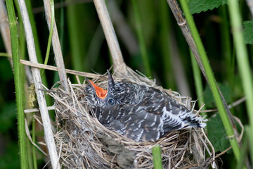 Acrocephalus palustris. The nest of the Marsh Warbler in nature. Common Cuckoo (Cuculus canorus).