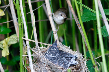 Acrocephalus palustris. The nest of the Marsh Warbler in nature. Common Cuckoo (Cuculus canorus).