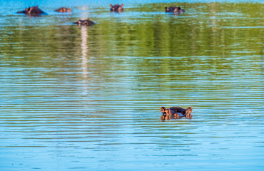 Hippo pool, Moremi Game Reserve, Okavango Delta, Botswana