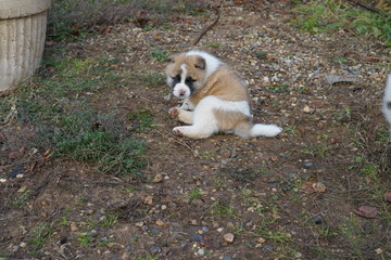 puppy
