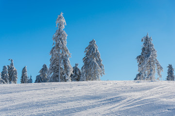 Snow on the forest tree