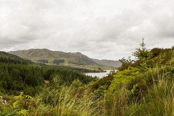 Kaledonischer Wald Schottland