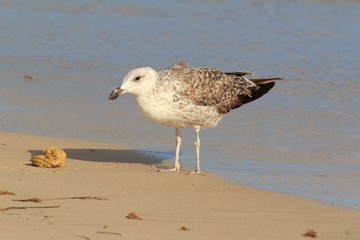 Seagull on the beach, Fuerteventura- Canary Islands