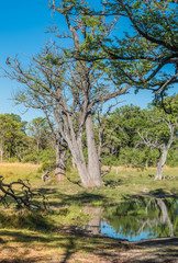 Fototapeta na wymiar Wetlands, Moremi Game Reserve, Okavango Delta, Botswana