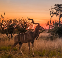 Male greater kudu, Moremi Game Reserve, Okavango Delta, Botswana