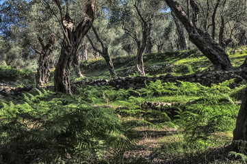 Olivenhain in Dalmatin