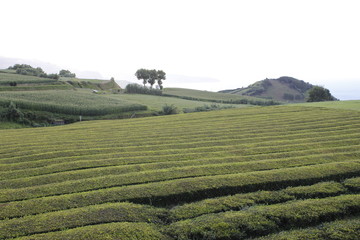 Fábrica de chá Gorreana, Açores