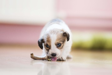 adorable cute dog puppy eating bone