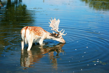 Young deer cooling off in Bushey Park