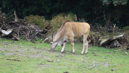 Afrika Tiere