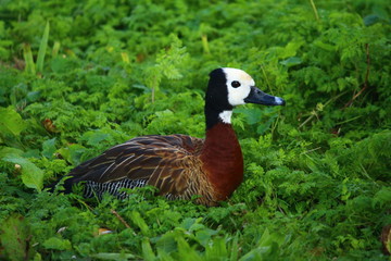 White Faced Whistling Duck