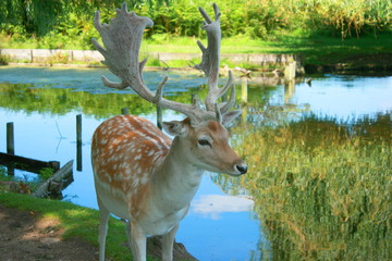 Deer in Bushey Park close up