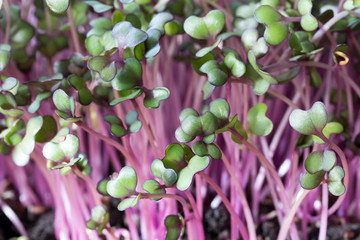 Red cabbage microgreens grown in soil