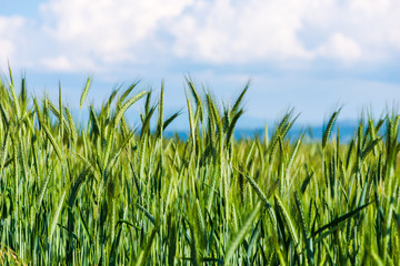 Plants at the springtime