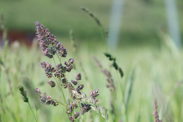 Plants at the springtime