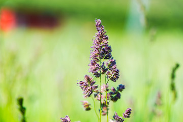 Plants at the springtime