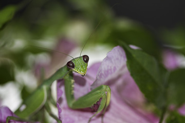Praying Mantis Mantis religiosa