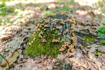 Wild mushrooms in the forest