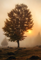 foggy morning. autumn dawn in the Carpathian Mountains
