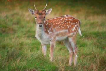 Naklejka na ściany i meble Young deer in Richmond Park