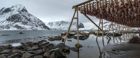 Poster Producing stockfish from cod, Lofoten © forcdan