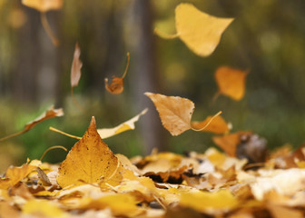 autumn leaves falling