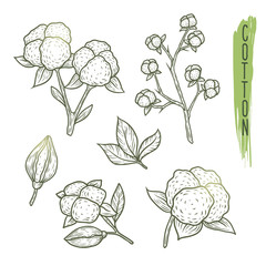 Sketch of cotton plant elements with branches, leaves, flowers and balls. Vector illustration with realistic icons are perfect for a logo, label creation, prints or for a fabric and eco goods.