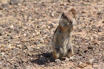 Chipmunk on the Canary Islands in Morro Jable town