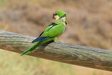 Green parrot in Fuerteventura, Canary Islands