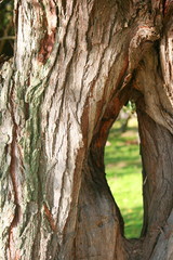 Eye hole in tree trunk