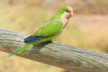 Green parrot in Fuerteventura, Canary Islands