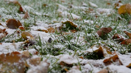 The first snow, the snow on the green grass.