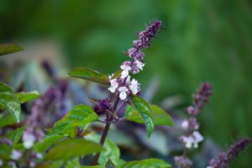 Blooming bush basil  in the garden.