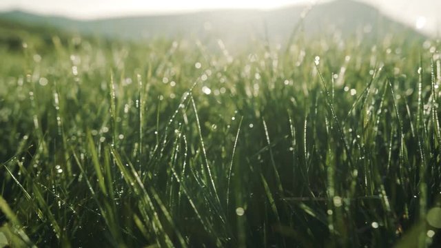 Morning dew shining brightly on the green mountain grass. Coziness, harmony, nature beauty. Slow motion, camera stabilizer shot, close up view