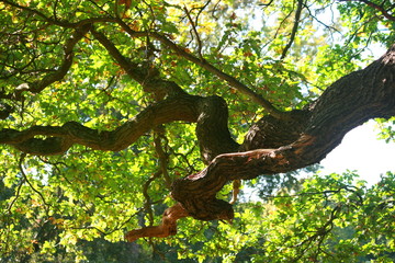 leafy tree branches