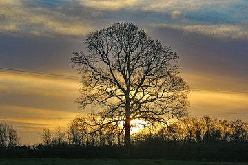 Fototapeta na wymiar tree at sunrise in winter