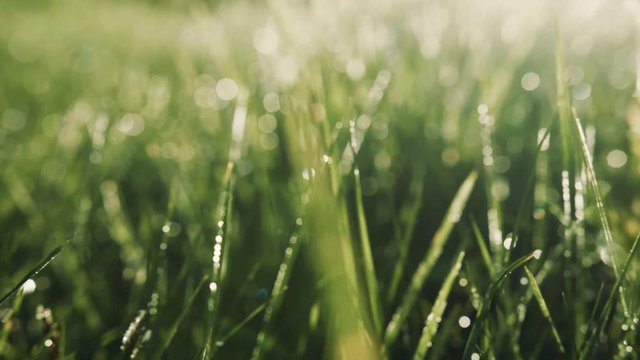 Extreme close up view of morning dew on bright sunlight. Sunrise, drops of dew. Tranquil, relaxed atmosphere. Landscape, camera stabilizer shot, slow motion