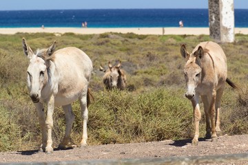 Donkeys near the beach in Morro Jable, Fuerteventura- Canary Islands