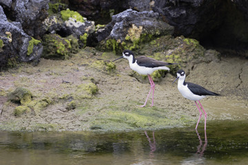 Black-necked stilt (Himantopus mexicanus), Punta Moreno, Isabela island, Galapagos Islands