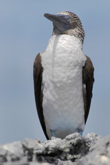 Blue-footed Booby (Sula nebouxii) on lava portrait, Punta Moreno, Isabela island, Galapagos Islands