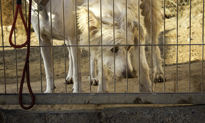 Dogs in cages