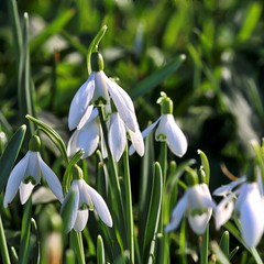 Snowdrops