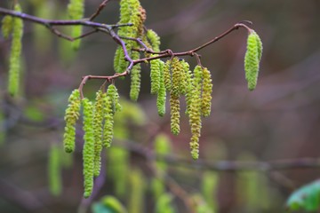Catkins