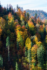 Colorful trees in fall season