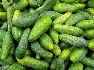 a lot of fresh cucumbers in a close-up window