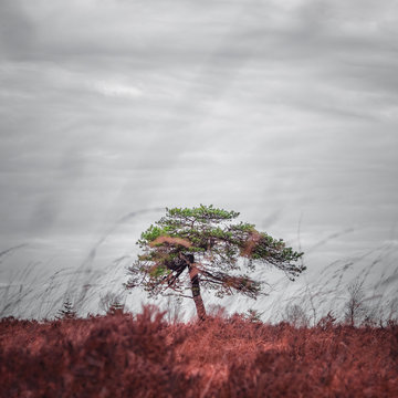 Alleinstehender zentrierter Baum in Vennfl&auml;che in rot & gr&uuml;n
