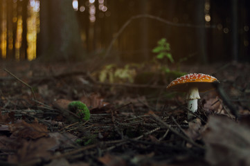 Mushroom in the forest during autumn day