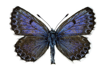 Chequered blue, male specimen isolated on white