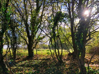 Light through the trees