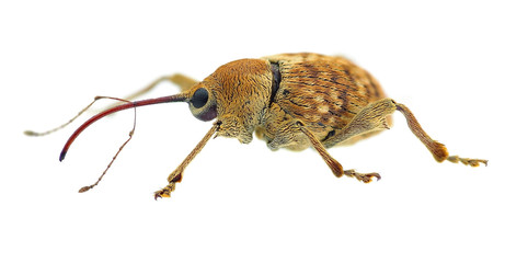 Curculio pellitus weevil, a mediterranean species © Marco Uliana